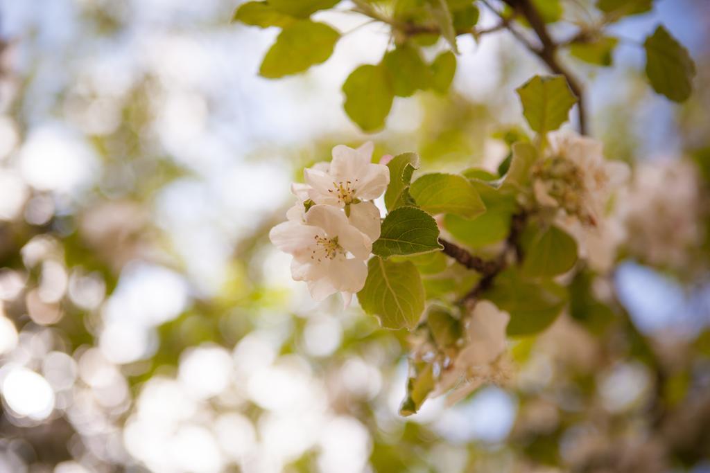 Beechworth Holiday Park エクステリア 写真